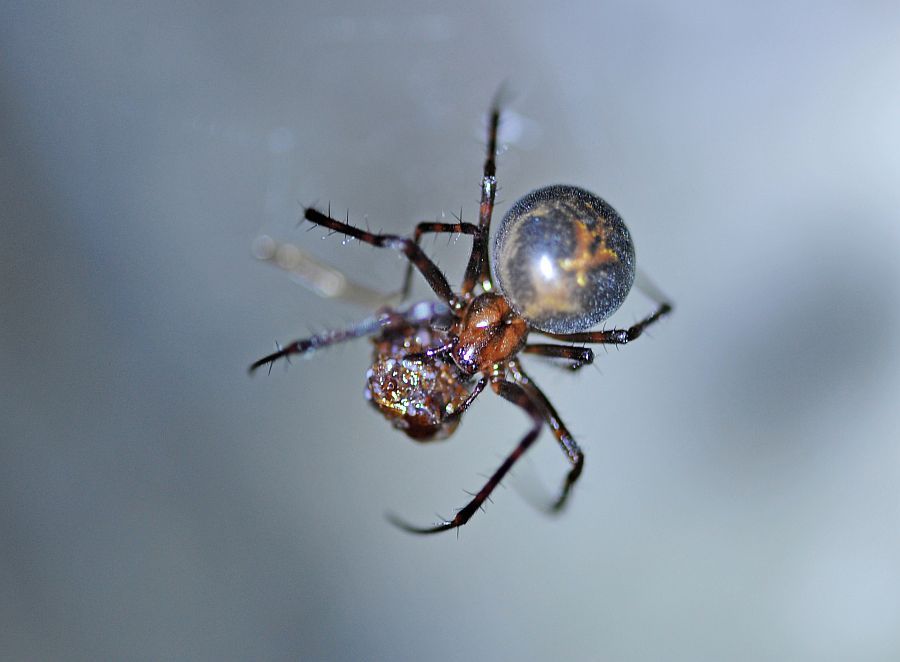 Tetragnathidae:  Meta menardi   - Civitella Alfedena (AQ)